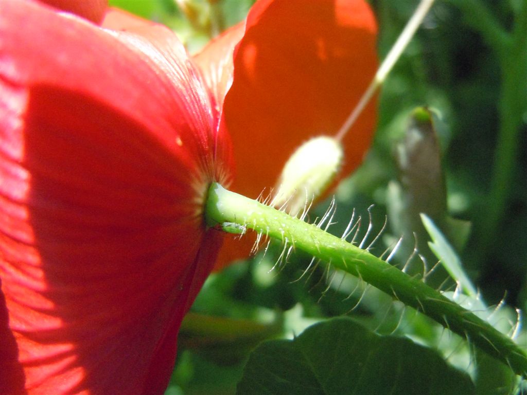 Papaver rhoeas